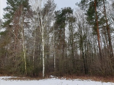 Działki leśne w Wojnowie-1