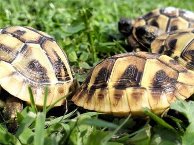 Żółw grecki lądowy Testudo hermanni-1