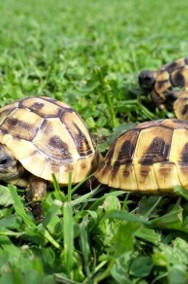 Żółw grecki lądowy Testudo hermanni-2