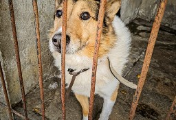 Cudowny, niesamowicie proludzki pies utknął w schronisku, pomocy! :(