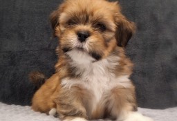 Lhasa Apso ZKwP FCI pies (kuzyn Shih Tzu)