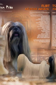 Lhasa Apso ZKwP FCI pies (kuzyn Shih Tzu)-3