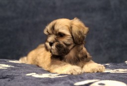 Lhasa Apso ZKwP FCI pies (kuzyn Shih Tzu)