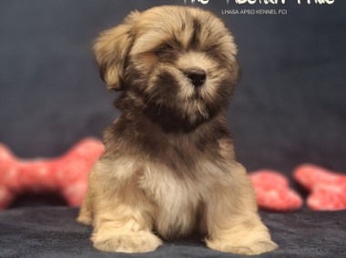 Lhasa Apso ZKwP FCI pies (kuzyn Shih Tzu)-1