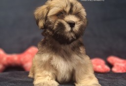 Lhasa Apso ZKwP FCI pies (kuzyn Shih Tzu)