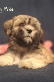 Lhasa Apso ZKwP FCI pies (kuzyn Shih Tzu)-2