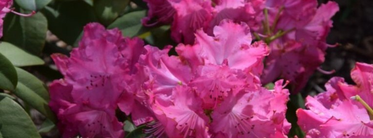 Różanecznik 'Germania'/Rhododendron 'Germania C5-1