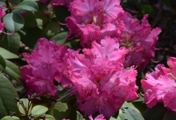 Różanecznik 'Germania'/Rhododendron 'Germania C5