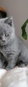 Koty brytyjskie niebieskie oraz liliowe krótkowłose-4