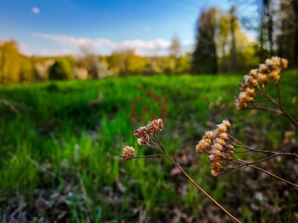 3,33 ha z lasem i strumykiem - teren pod zabudowę - Widok 4