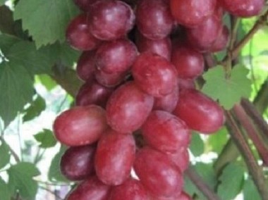 Winorośl WERONIKA. Sadzonki winorośli 1,2cm-1