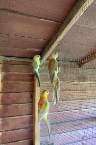 Papugi świergotki-2