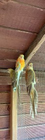 Papugi świergotki-3