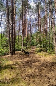 Ogrodzona działka letniskowa w środku lasu - Zaosie, gm. Ujazd, łódzkie -2