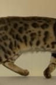Kot bengalski - mały lampart-2