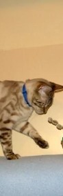 Kot bengalski - mały lampart-3
