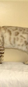 Kot bengalski - mały lampart-4