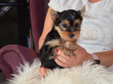 Suczka Yorkshire Terrier Yorka York-1