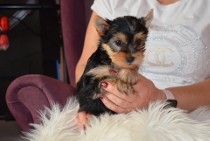 Suczka Yorkshire Terrier Yorka York