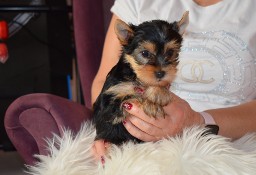 Suczka Yorkshire Terrier Yorka York