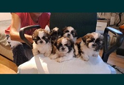 Shih tzu szczeniaczki 