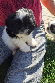 Shih tzu szczeniaczki -2