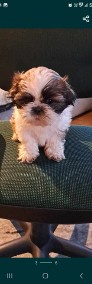 Shih tzu szczeniaczki -3