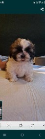 Shih tzu szczeniaczki -4