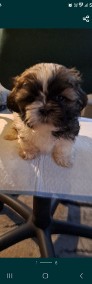 Shih tzu dziewczynka 2-4