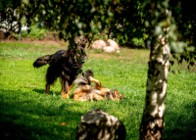 Fajny psiak szuka fajnego domku - przygarniesz MacGyvera?