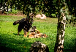 Fajny psiak szuka fajnego domku - przygarniesz MacGyvera?