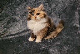Śliczne kotki perskie