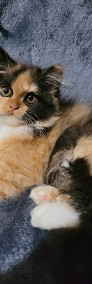 Śliczne kotki perskie-3