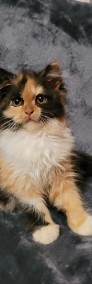 Śliczne kotki perskie-4