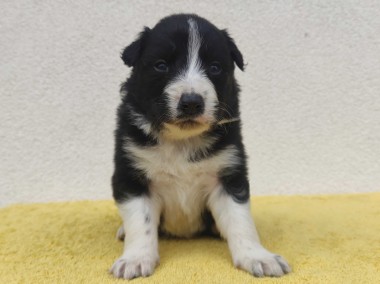 BORDER COLLIE rasowy pies z hodowli, czarno-biały-1