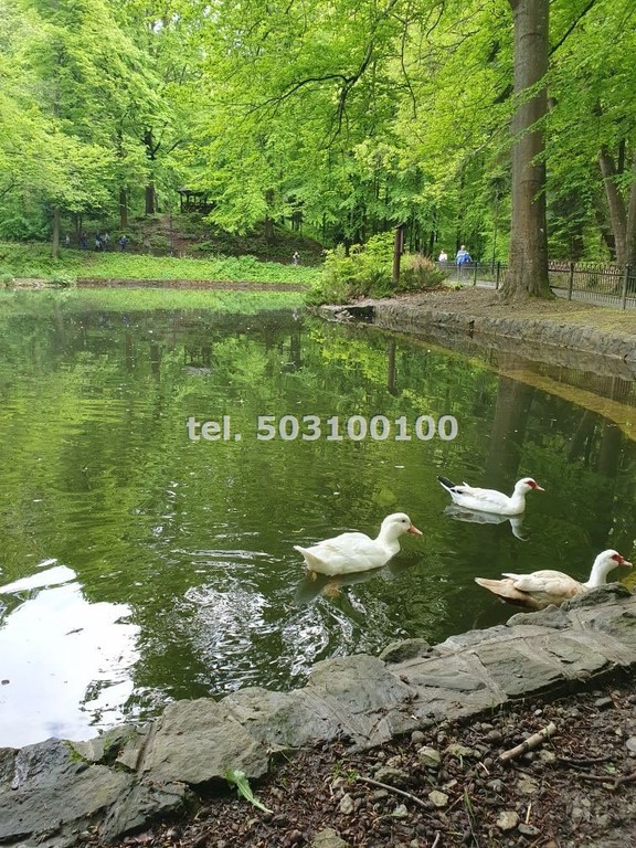 Sprzedam mieszkanie z balkonem, piwnicą w centrum Krynicy-Zdroju