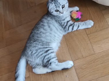 Kocurek Szkocki zwisouchy (Scottish Fold)-1