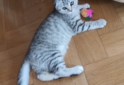 Kocurek Szkocki zwisouchy (Scottish Fold)