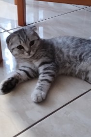 Kocurek Szkocki zwisouchy (Scottish Fold)-2