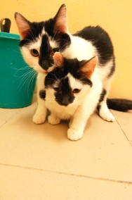 Kacperek - uroczy kociak poleca się do adopcji-2