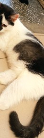 Kacperek - uroczy kociak poleca się do adopcji-3
