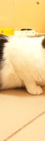 Kacperek - uroczy kociak poleca się do adopcji-4