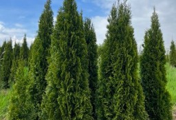 THUJA SMARAGD 200-220CM TUJA SZMARAGD 200-220CM DOSTAWA GRATIS!