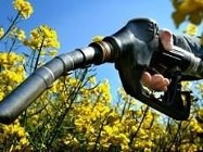 Ukraina.Ziarna rzepaku 1150 zl/tona sertyfikowane na biopaliwa i cele