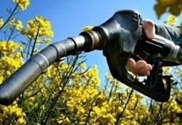 Ukraina.Ziarna rzepaku 1150 zl/tona sertyfikowane na biopaliwa i cele