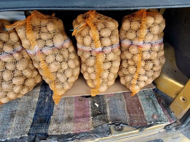 Ziemniaki jadalne irga gala 80gr /kg-1