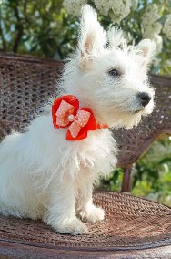 Sprzedam sunię West Highland White Terrier -2