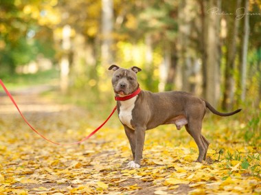 Młodziutki, piękny amstaff Moon marznie w schronisku!-1