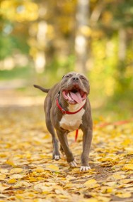 Młodziutki, piękny amstaff Moon marznie w schronisku!-2