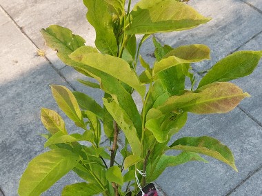 Magnolia - sadzonki -1